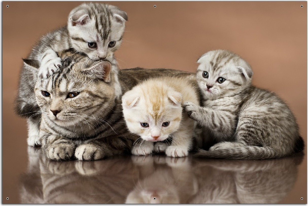 Wallario Outdoor-Poster für Garten oder Balkon, Motiv Katzenfamilie, in ca. 61 x 91,50 cm odp5118-61915