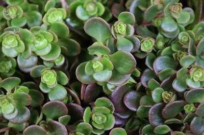 GRDplanten 6 x Sedum 'Makinoi' - Fettblatt - Topf 9 x 9 cm