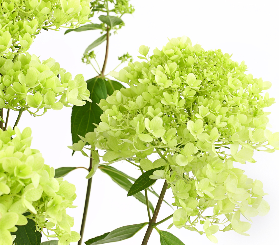 Dehner Rispen-Hortensie Magical Summer, grünlich-weiße Blütenrispen, ca. 40-60 cm, 5 l Topf, Zierstrauch 7225535