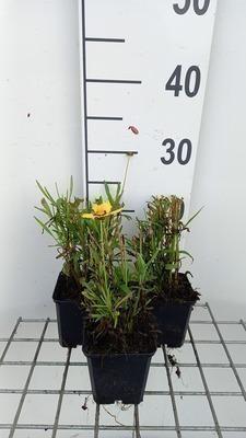 GRDplanten 6 x Coreopsis grand. 'Sunkiss' - Mädchenauge - Topf 9 x 9 cm