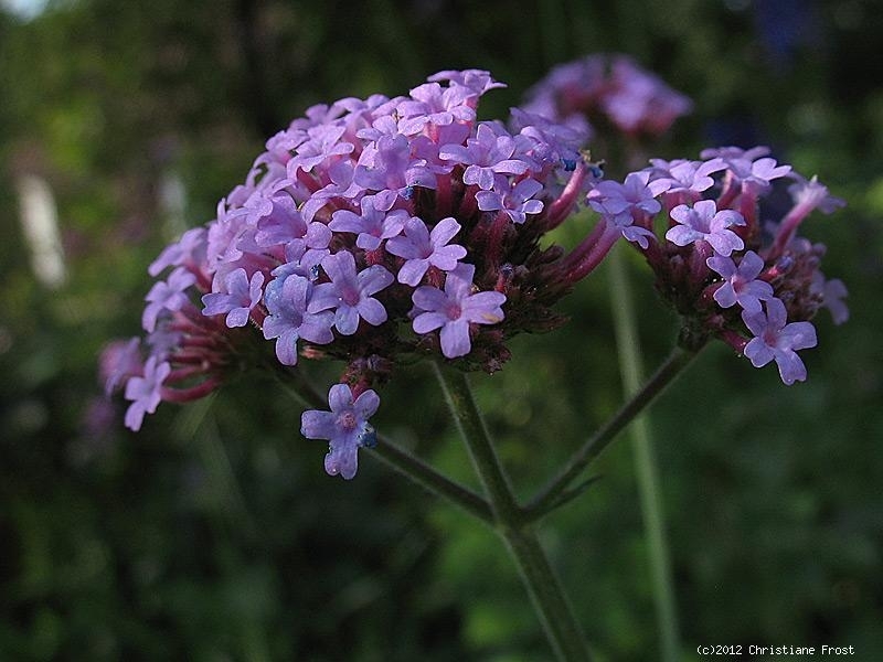 Fechner Pflanzen 6 x Verbene, Eisenkraut, blaue Blütenkugeln, Tb 9