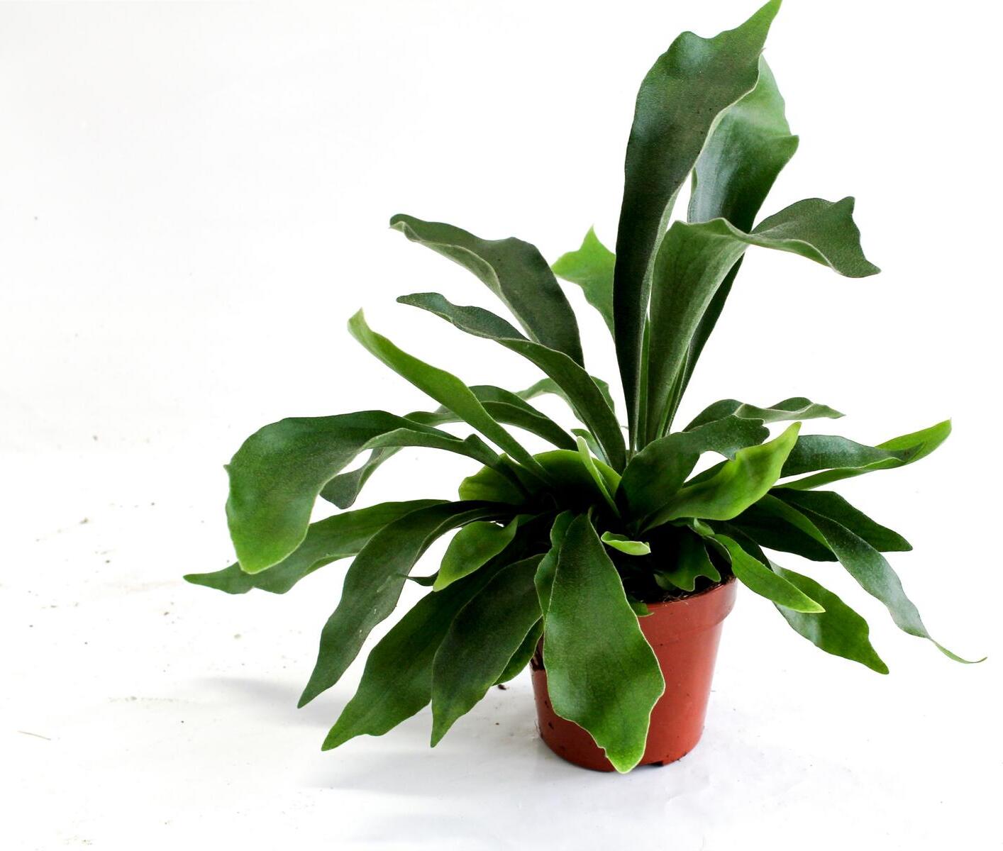 Blumen-Senf Geweihfarn ca. 35 cm – Platycerium bifurcatum Zimmerpflanze im Topf, dekorative grüne Hänge- & Aufsitzerpflanze für Innenräume