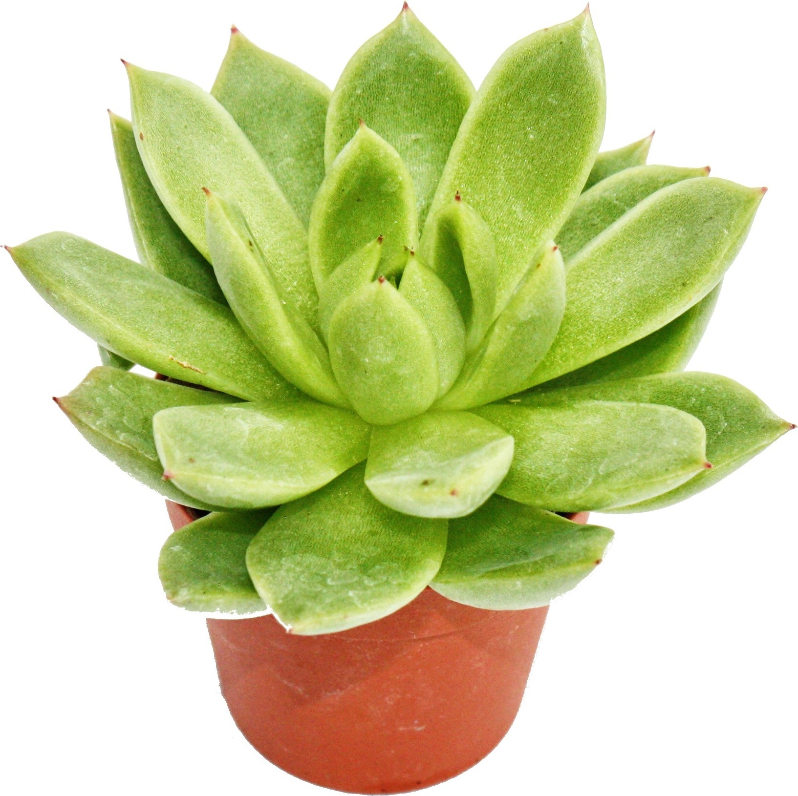 Exotenherz Echeveria agavoides - kleine Pflanze im 5,5cm Topf 1712201246