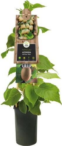 Blumen-Senf Kiwi-Pflanze männlich Atlas 50-70 cm – Actinidia chinensis – Befruchter für Kiwi weiblich – Winterhart