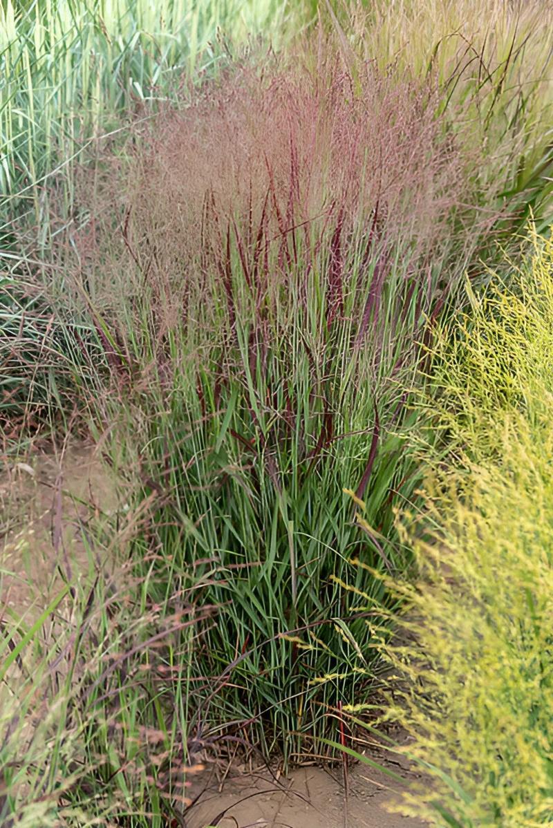 Stauden Gänge 3 x Panicum virgatum 'Sangria' im 1 Liter Topf - Rote Rutenhirse - Farbenprächtige Rutenhirse mit rotem Sommerglanz und Herbstfärbung