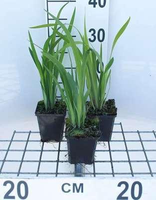 GRDplanten 6 x Iris sib. 'Blue King' - Schwertlilie - Topf 9 x 9 cm