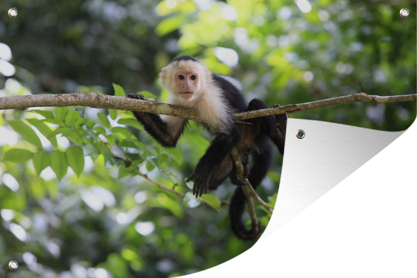 MuchoWow® 120x80 cm Outdoor-Poster Gartendeko Sichtschutz Garten Poster für den Garten Kapuzineraffe aus Panama klettert auf Baum 133|38222157