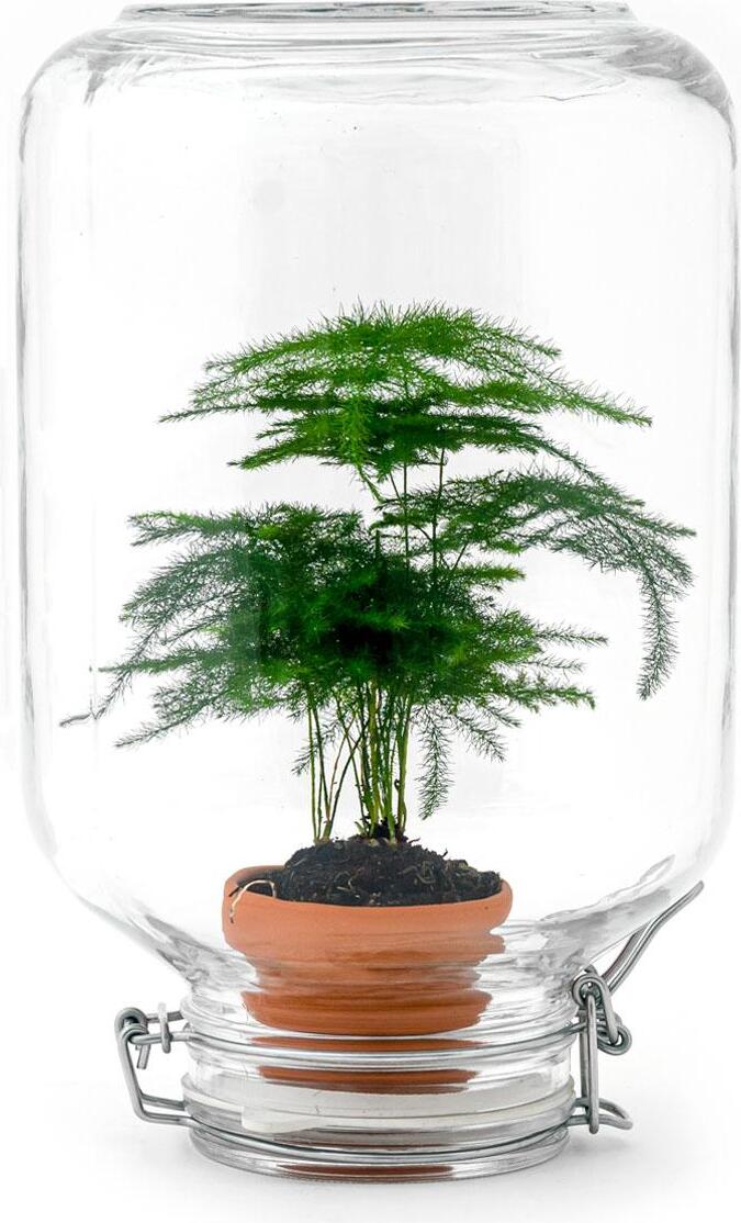 urbanjngl Easyplant - Spargel - Mini Ökosystem 3627