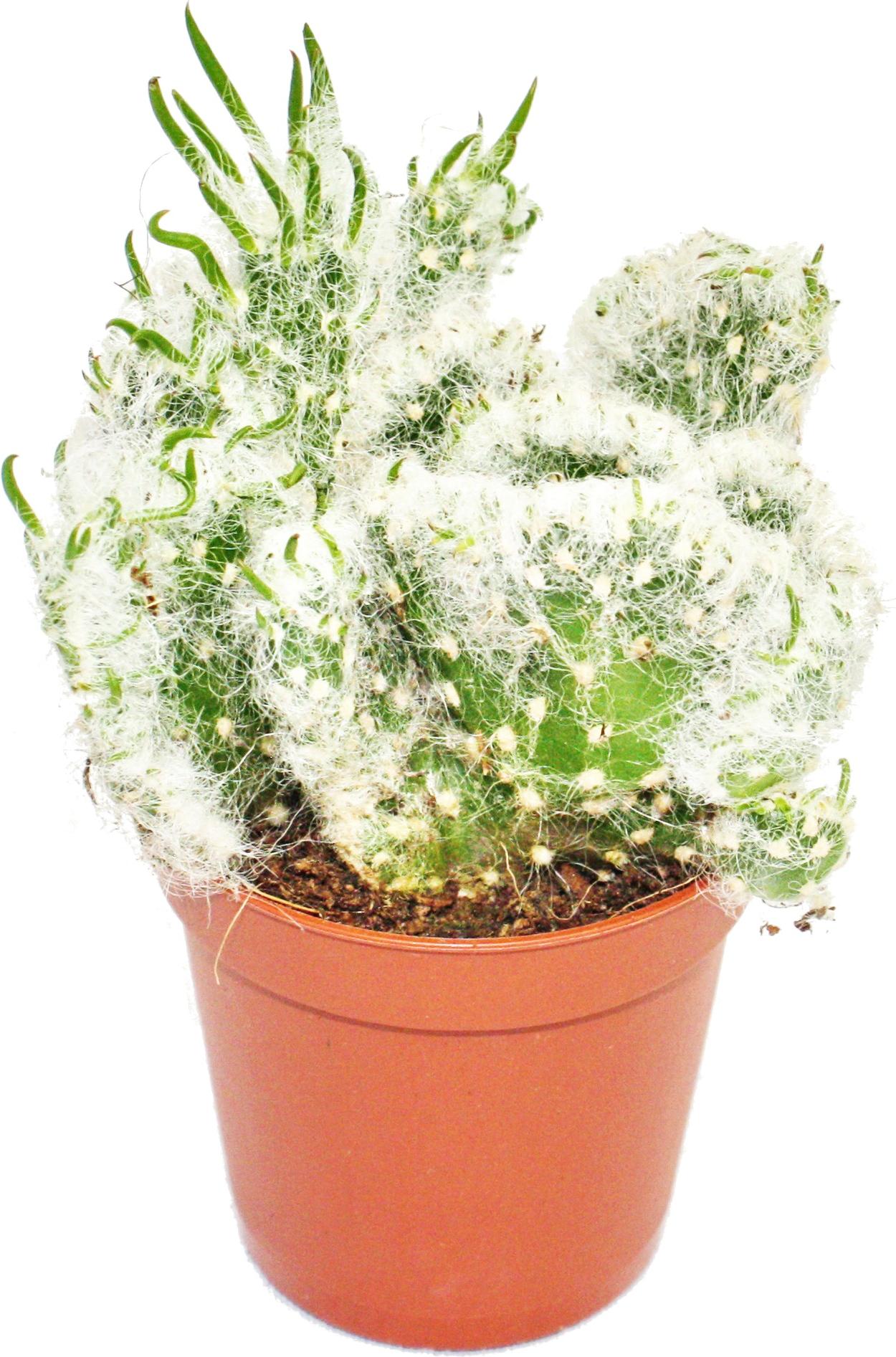 Exotenherz Opuntia vestida cristata - Kammform - im 8,5cm Topf 17122012148