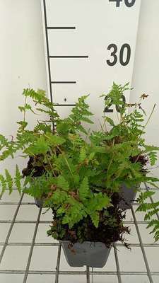 GRDplanten 6 x Thelypteris palustris ( dryopteris pal.) - Sumpffarn - Topf 9 x 9 cm
