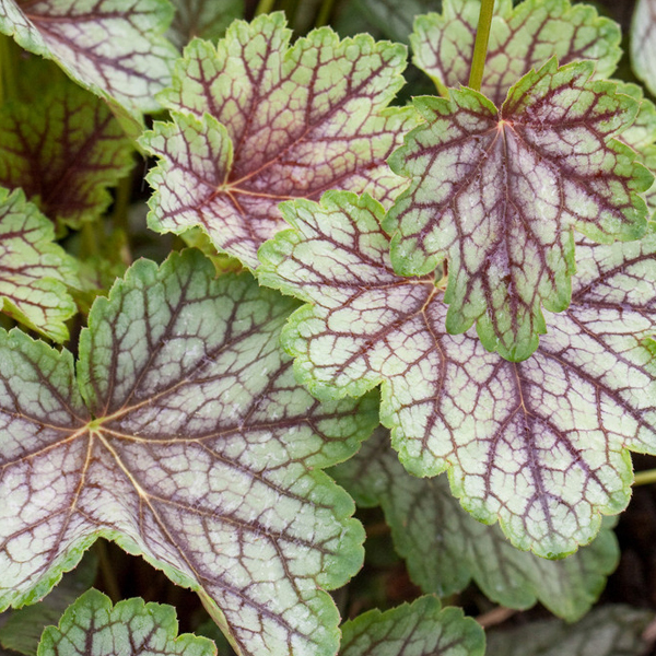 Arborix, grüner und billiger 6 x Purpurglöckchen - Heuchera 'Green Spice' | Topf 9cm x 9cm HEGSPIC-113