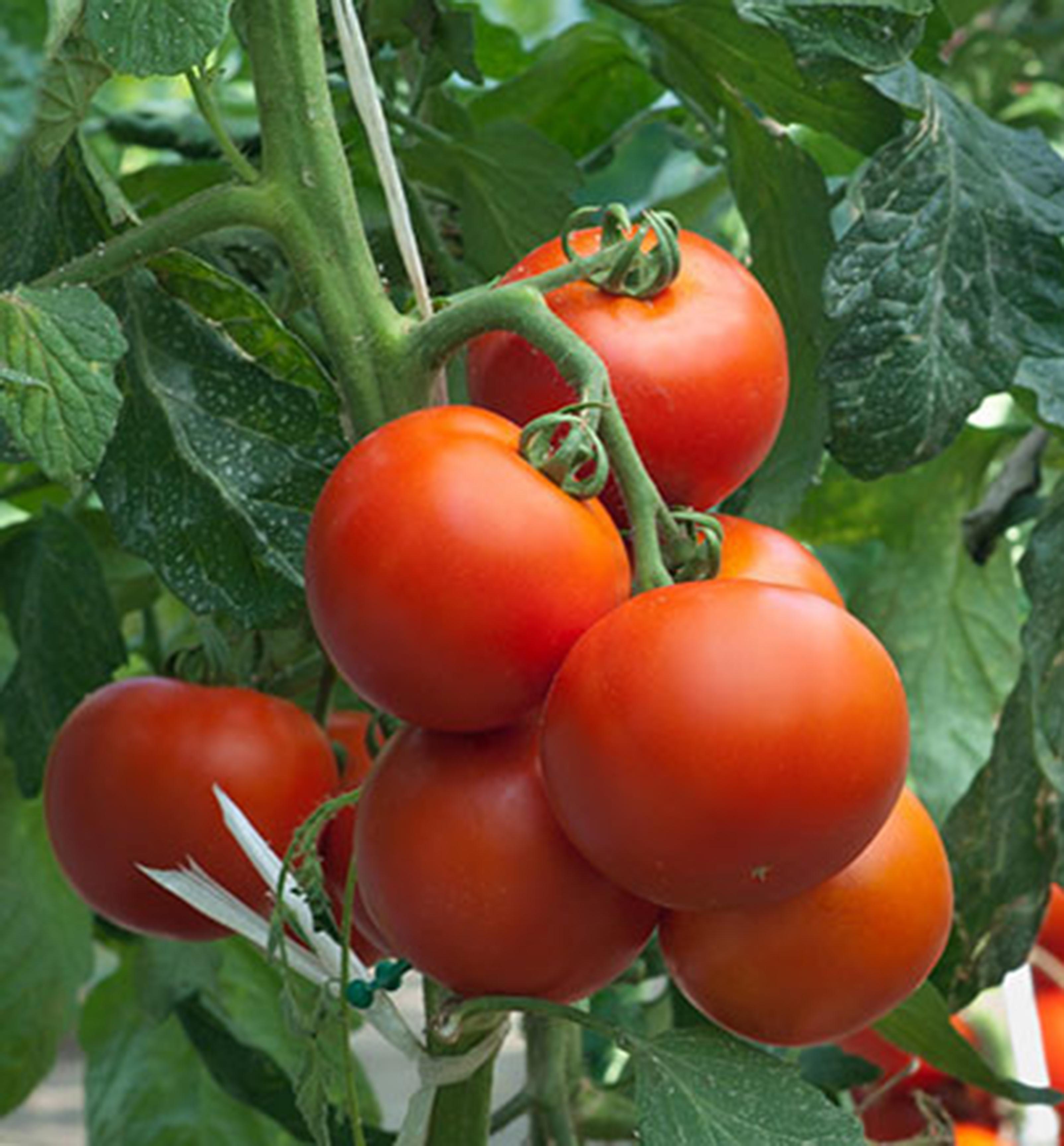 Orto Mio Tomate HORUS F1, rote, feste, fäulnisresistente italienische Sorte, bis zu 150g