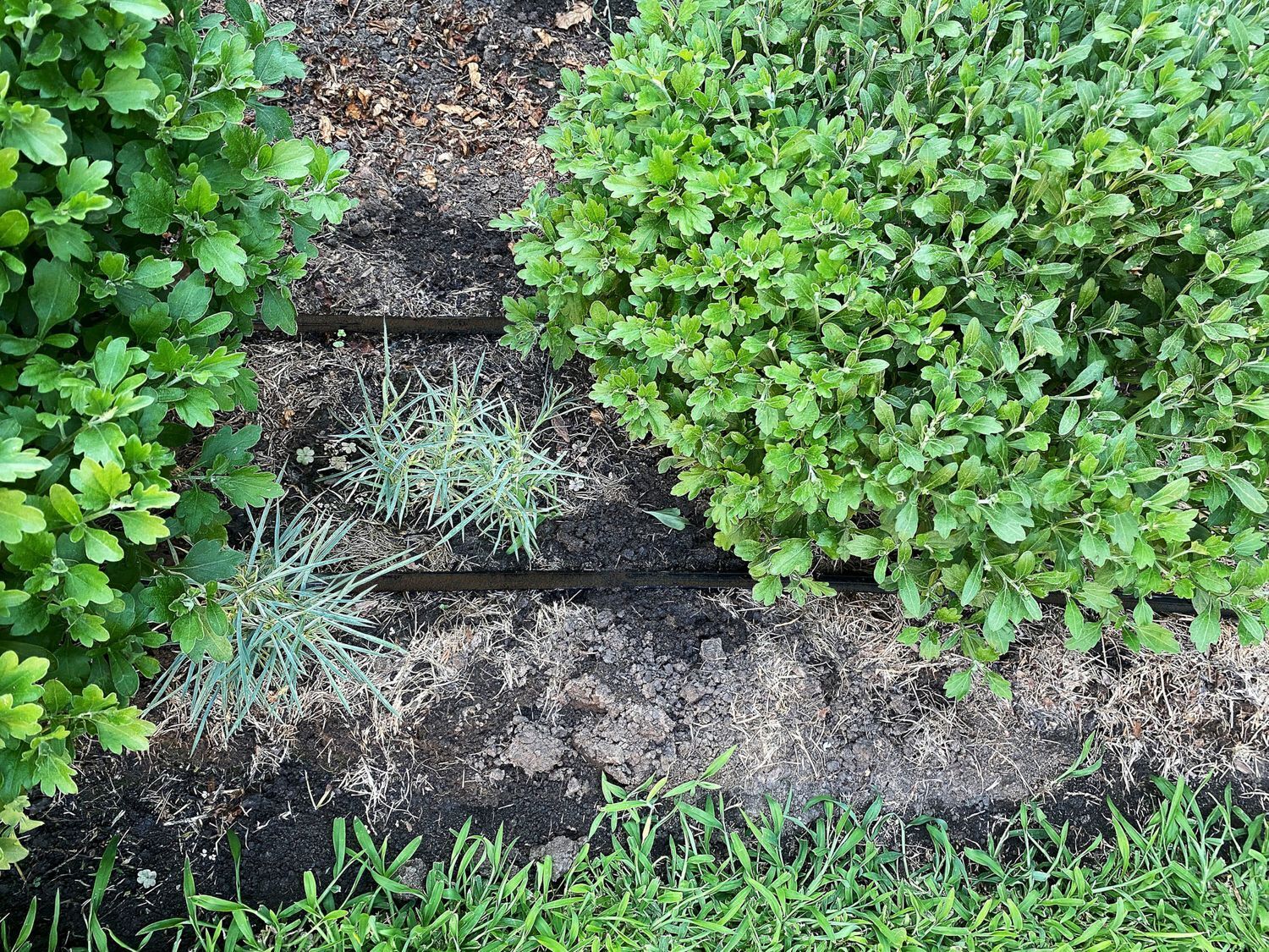 Buri 4x Perlschlauch Bewässerungsschlauch 15 m Tropfschlauch gleichmäßige Bewässerung 182637-x4_mfn