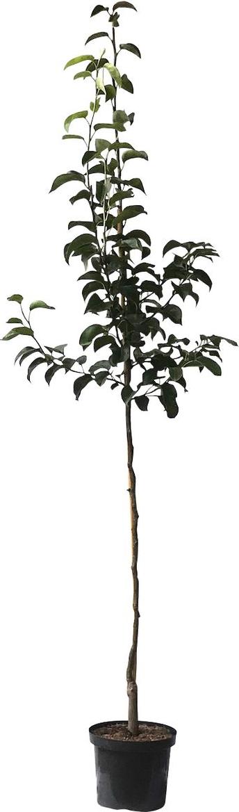 Müllers Grüner Garten Shop Nashi Nijisseiki Asienbirne Apfelbirne als Halbstamm 150-170 cm 9,5 Liter Topf Unterlage: Sämling GGS02708
