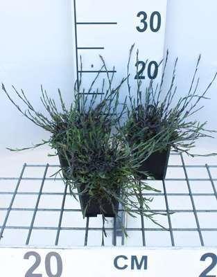 GRDplanten 6 x Dianthus delt. 'Splendens' - Nelke - Topf 9 x 9 cm