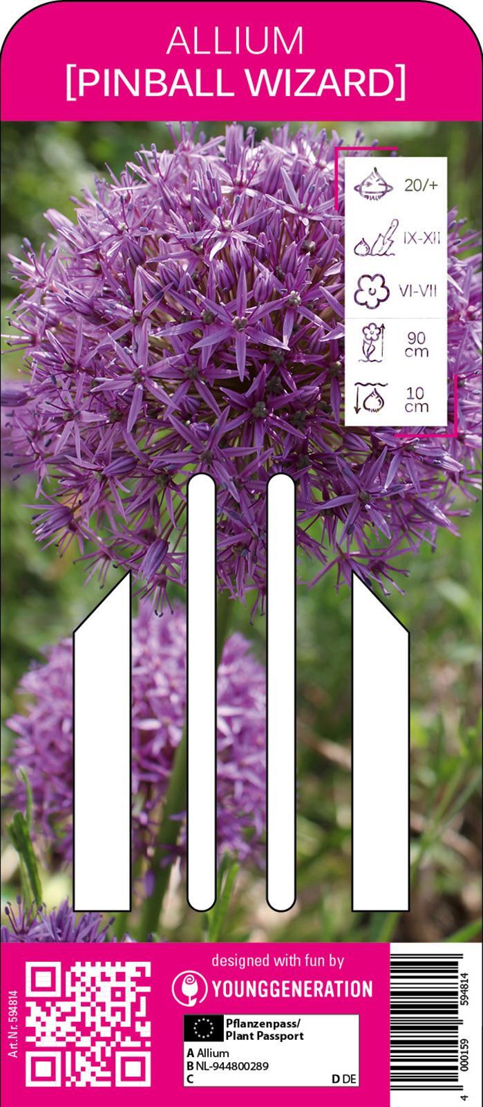 Young Generation Zierlauch Pinball Wizard, wird etwa 120 cm hoch, Nahrungsquelle für Bienen und Nützlinge 594814