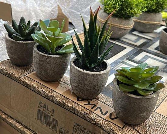 OEM Kunstmatige vetplanten-set, betonlook, groen, 6 cm x 7 cm - 14 cm, bureaudecoratie, balkon, woonkamer 2026