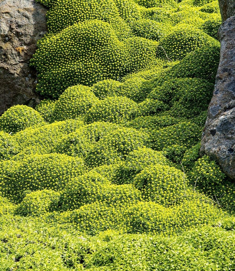 Baldur-Garten BALDUR Garten 6x Andenpolster Azorella, Pflanzen im 9x9 cm-Topf, bienenfreundlich, ca. 15 Pflanzen pro Quadratmeter , winterharte Staude, mehrjährig & blühend, Azorella trifurcata