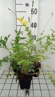 GRDplanten 6 x Meconopsis cambrica - Meconopsis - Topf 9 x 9 cm