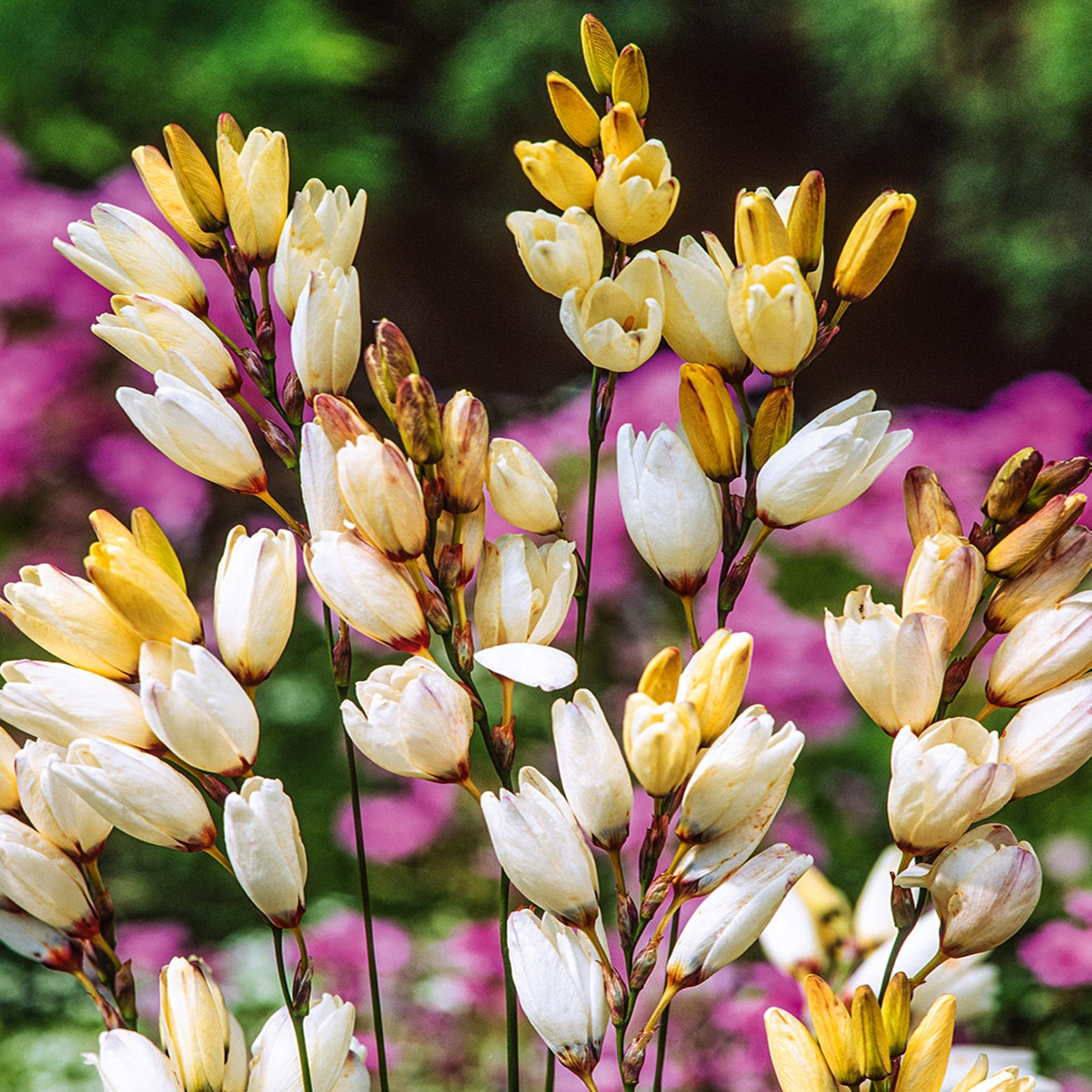 Benex Ixia Zwiebeln Blumen Glockenblume Kornlilie Marquette 10 St.