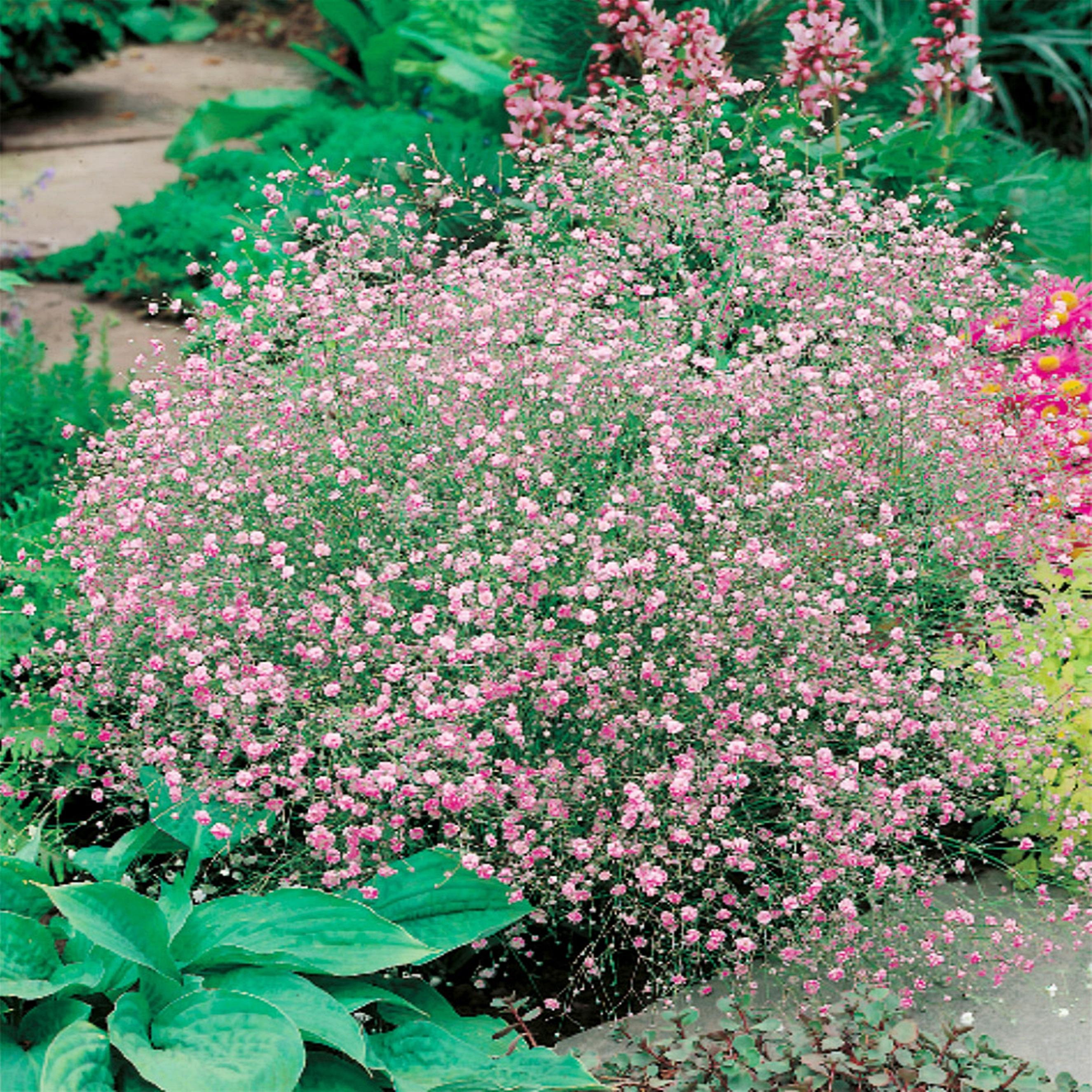 Benex Schleierkraut Gypsophila Rispige Gipskraut rosa 1 St.