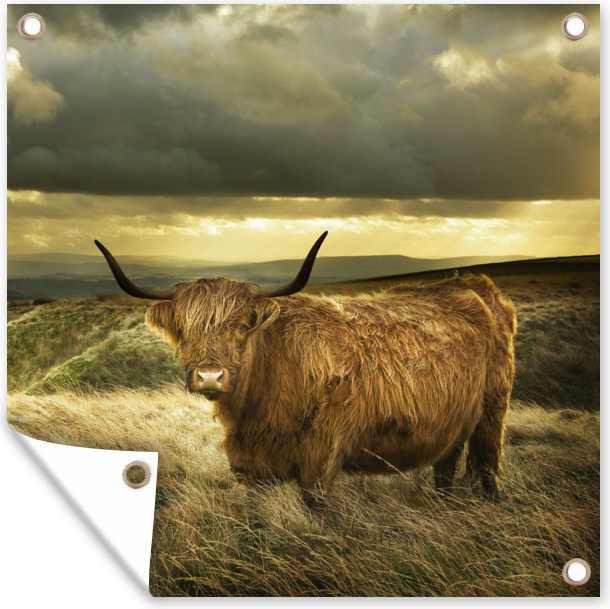 MuchoWow® 100x100 cm Outdoor-Poster Gartendeko Sichtschutz Garten Poster für den Garten Schottische Highlander - Natur - Bauernhof 133|368666964