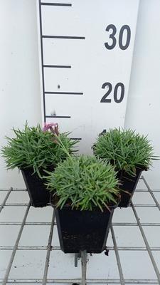 GRDplanten 6 x Dianthus grat. 'Eydangeri' - Nelke - Topf 9 x 9 cm