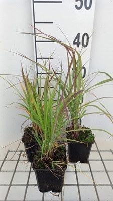 GRDplanten 6 x Andropogon gerardii - Gerards Blauhalm - Topf 9x9cm