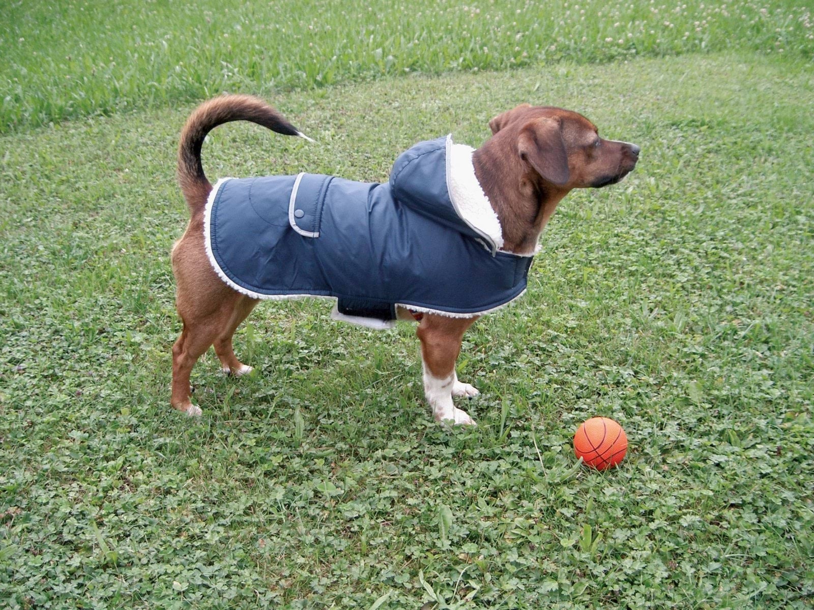 Kerbl Hundemantel TEDDY, 34 cm Bauchumfang, 39 bis 50 cm 84931