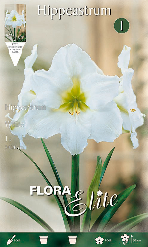 Amaryllis weiss (1 Stück) | Amarylliszwiebeln von Flora Elite 693007-fe