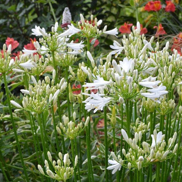 Bakker.com - Schmucklilie PITCHOUNE® White, Der topf / Ø 9cm, verkauft im 2er-Pac