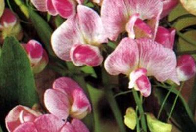 GRDplanten 6 x Lathyrus lat. 'Pink Pearl' - Breitblättrige Platterbse - Topf 9 x 9 cm