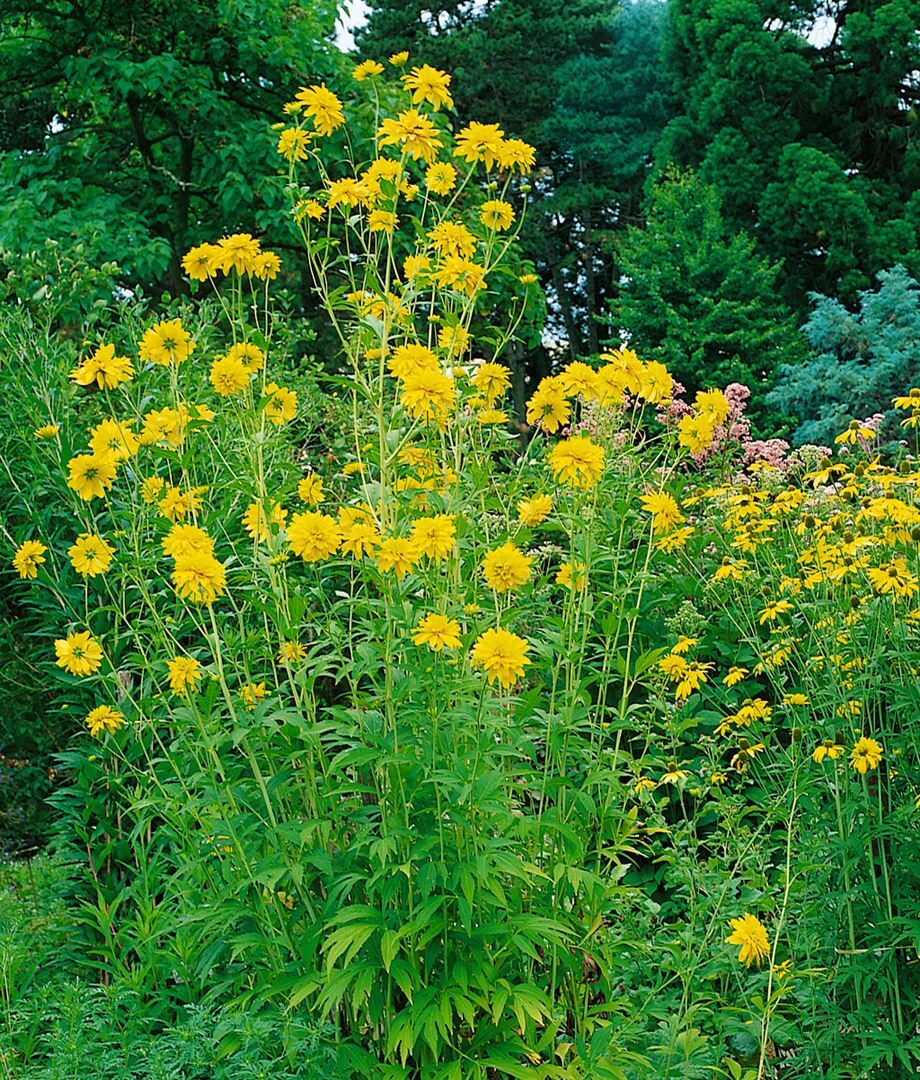 Pflanzen-für-dich.de Rudbeckia laciniata 'Goldquelle', Sonnenhut, gelb, ca. 9x9 cm Topf SANA003114