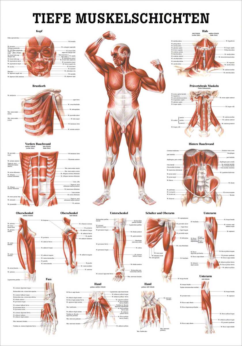 Sport-Tec Tiefe Muskelschichten-Brust Mini-Poster Anatomie 34x24 cm med. Lehrmittel 25125