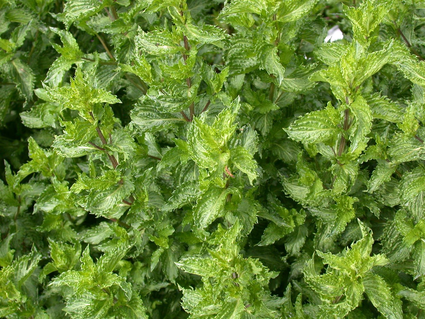 Pflanzen-für-dich.de Mentha spicata crispa P 11