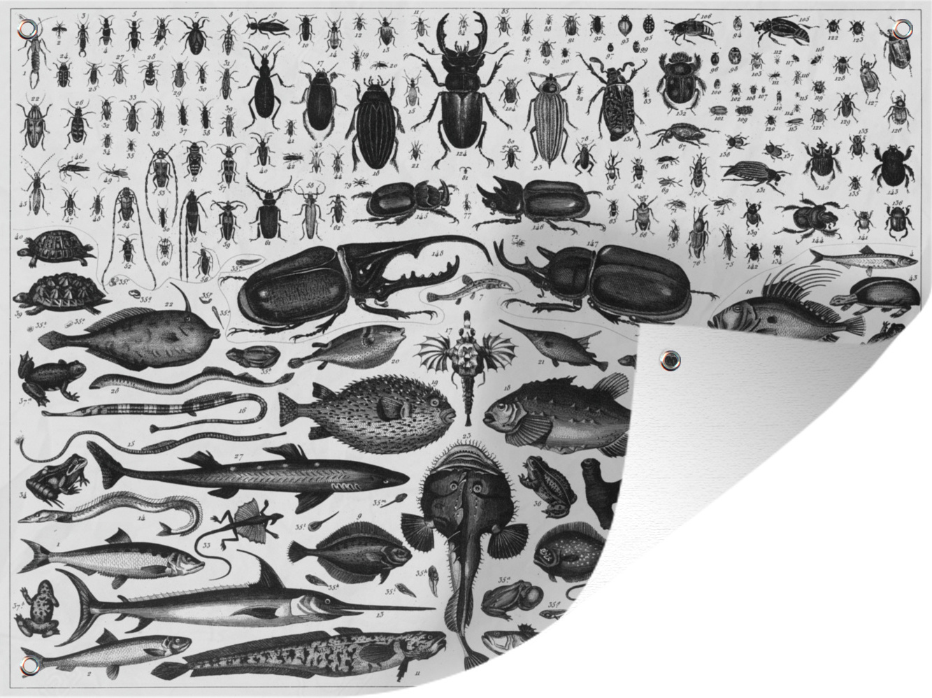 MuchoWow® 40x30 cm Outdoor-Poster Gartendeko Sichtschutz Garten Poster für den Garten Schwarz-Weiß-Abbildung von vielen Fischarten 133|1334154