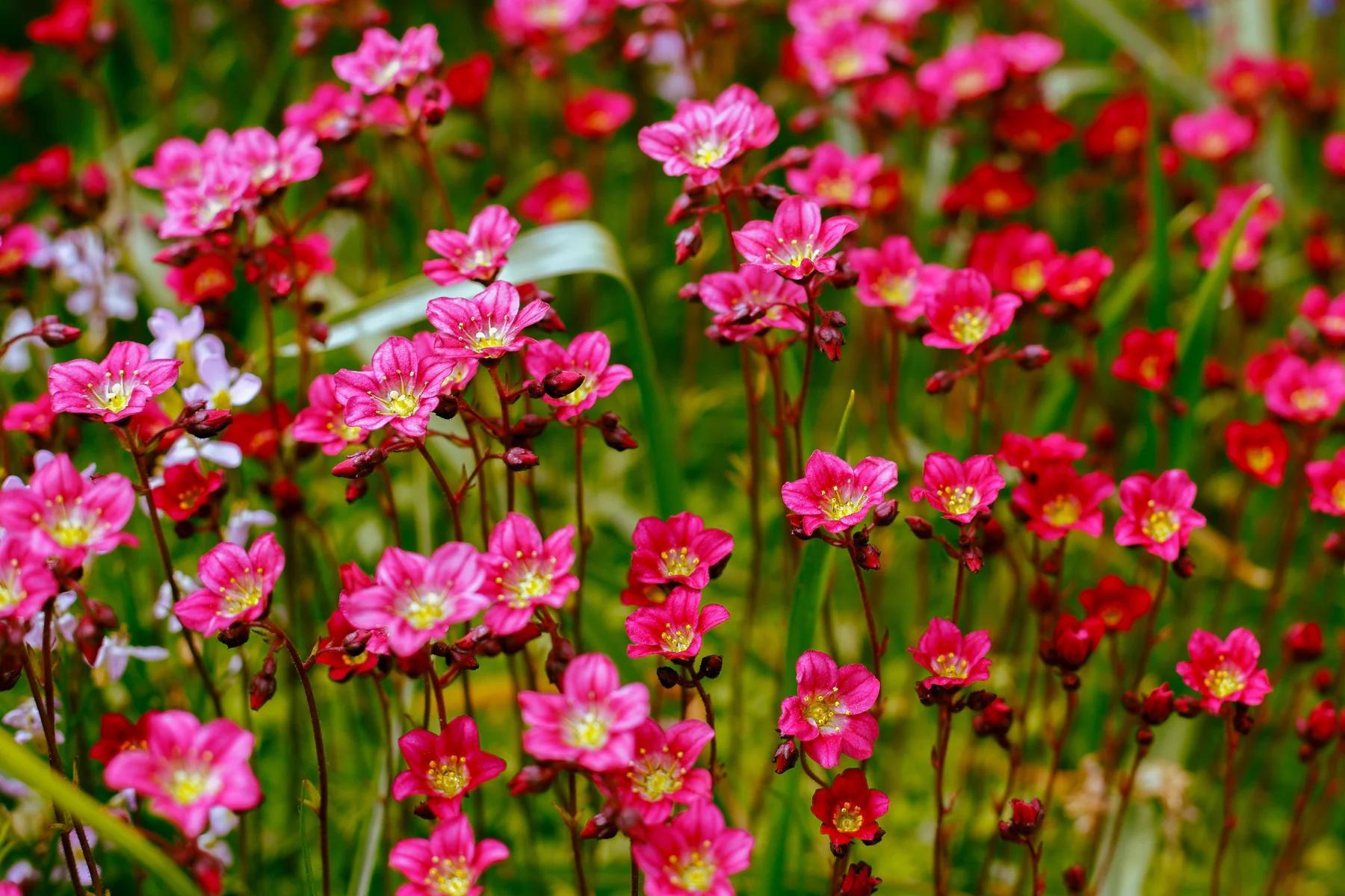 Stauden Gänge 10 x Saxifraga x arendsii 'Ice Colours Pearl Red' - Roter Moos-Steinbrech - Leuchtend roter Polster-Steinbrech für Frühlingsakzente