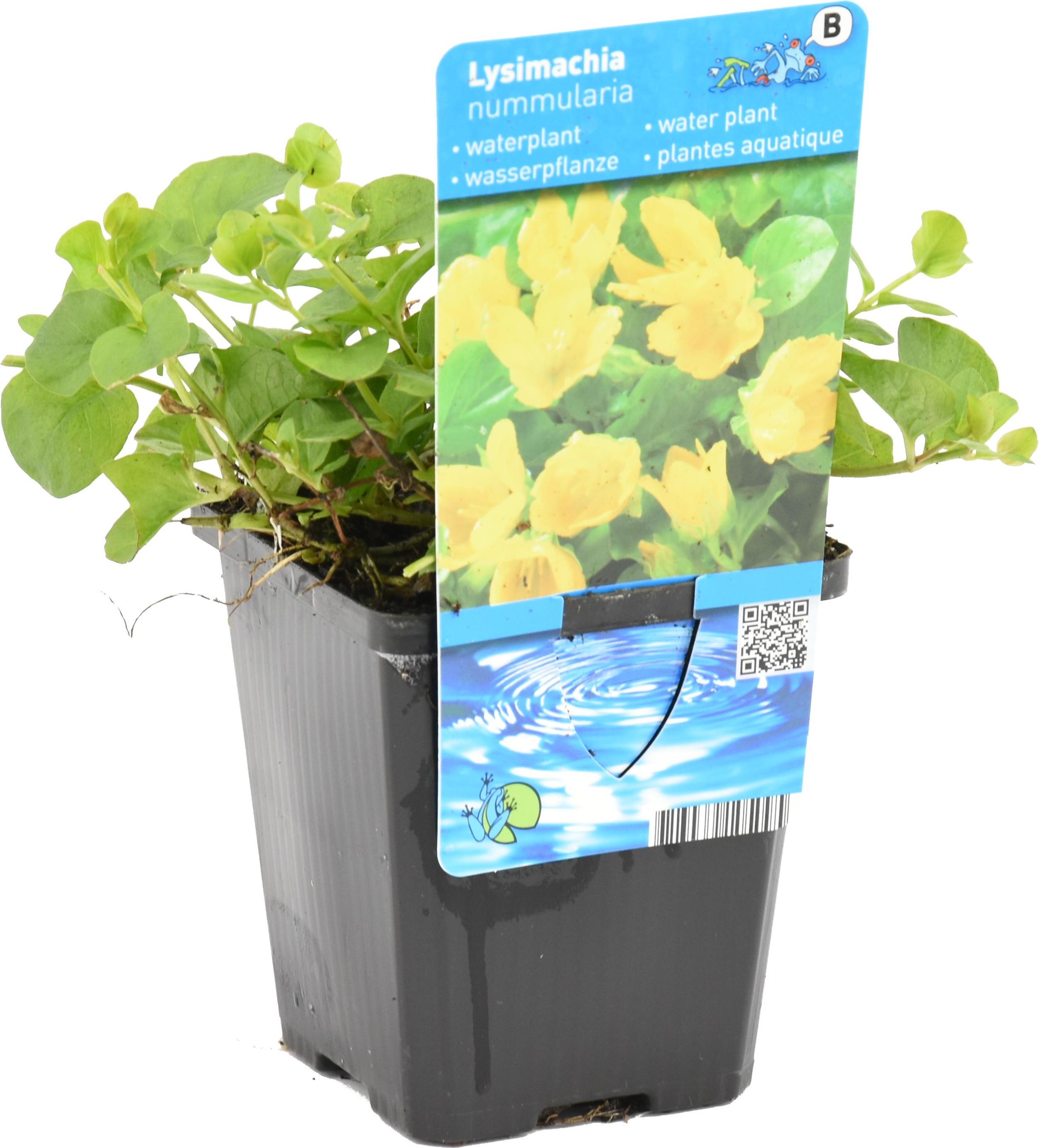 Herbie Bloomique - Lysimachia Nummularia - Münzkraut - Pfennigkraut - Teichpflanzen Winterhart - Wasserpflanzen - Zone 1-2 - Höhe 10-20 cm - Topf 9 cm BL-1365