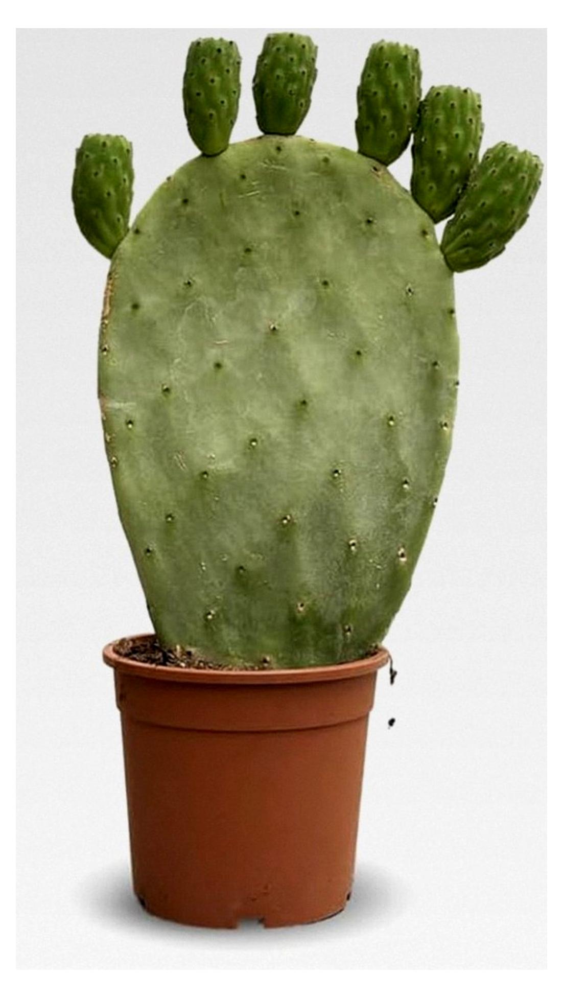 Markenlos Attitude Jardin – Opuntia – Kakteen – 40-50 cm – ⌀ 17 cm – Kakteen und Sukkulenten