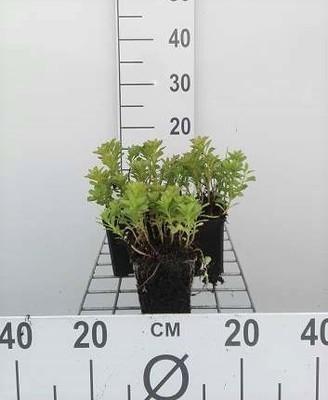 GRDplanten 6 x Sedum kamtschaticum - Fettblatt - Topf 9 x 9 cm