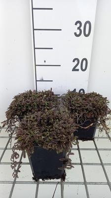 GRDplanten 6 x Leptinella squalida 'Platt's Black' - Fiederpolster - Topf 9 x 9 cm