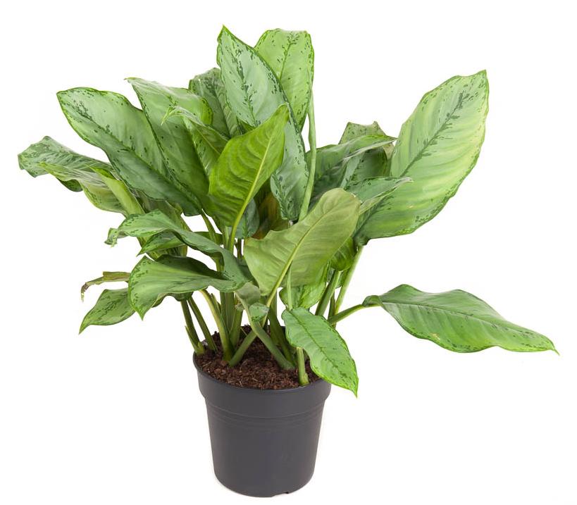 Blumen-Senf Aglaonema B.J. Freedman / Höhe 90-100 cm / Breite ca. 80 cm - Kolbenfaden - Grünpflanze - Zimmerpflanze