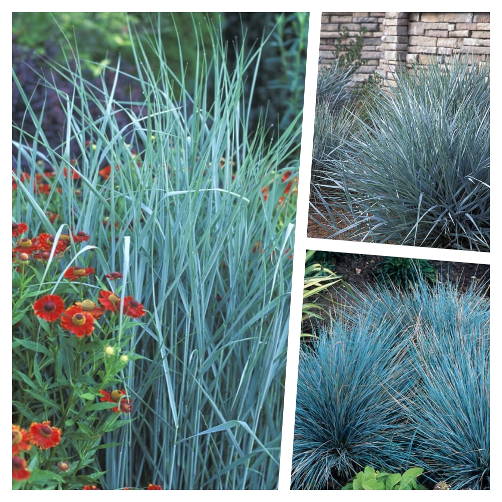 3 x Blaue Ziergras KOLLEKTION 1 Liter (Ziergras/Gräser/Winterhart) BLICKFANG - Stauden Gänge