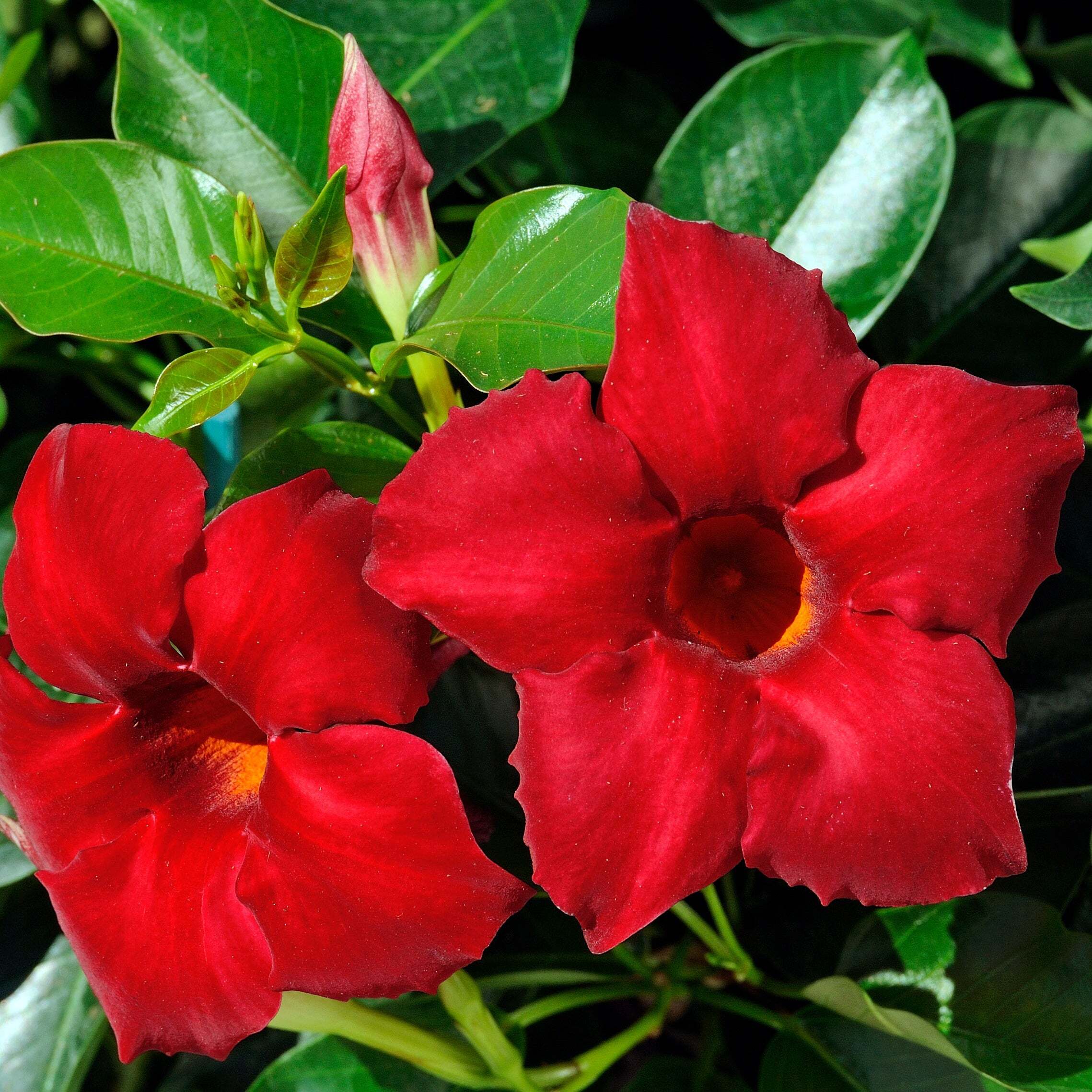 Bakker.com - Brasilianischer Jasmin, Der topf / Ø 10.5cm