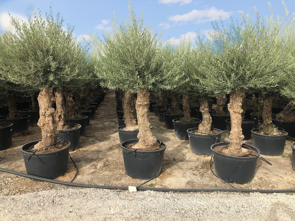 Sunny Tree - Olivenbaum Olea Europea - winterharter immergrüner Olivenbaum Bonsai 250 cm inkl. Topf - 60 Jahre alt - winterhart bis -18