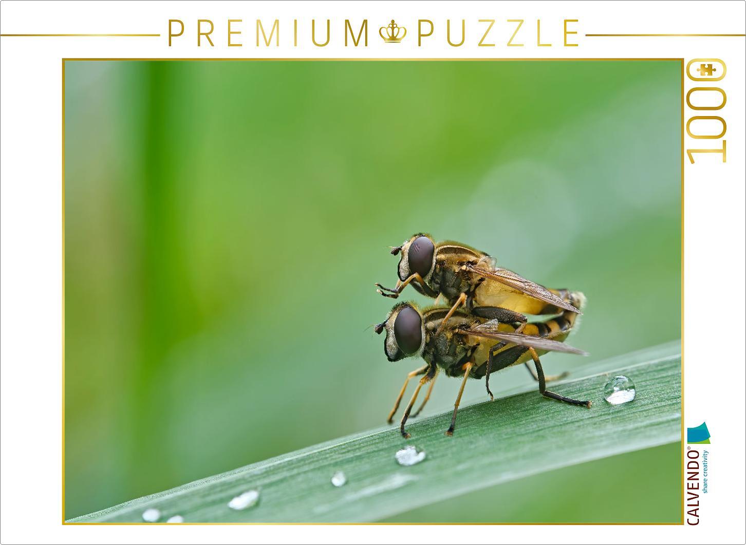 CALVENDO Puzzle Gemeine Sumpfschwebfliegen ( Helophilus pendulus ) | 1000 Teile Lege-Größe 64x48cm Foto-Puzzle für glückliche Stunden