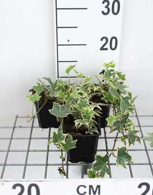 GRDplanten 12 x Hedera helix 'Marg. Elegantissima' - Efeu 'Marginata Elegantissima - Topf 9 cm x 9 cm