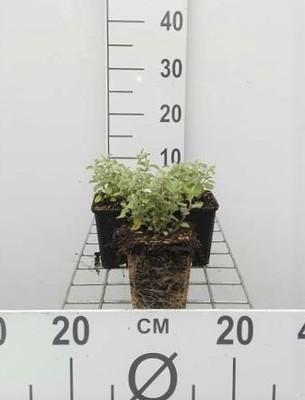 GRDplanten 6 x Nepeta faassenii - Katzenminze - Topf 9 x 9 cm