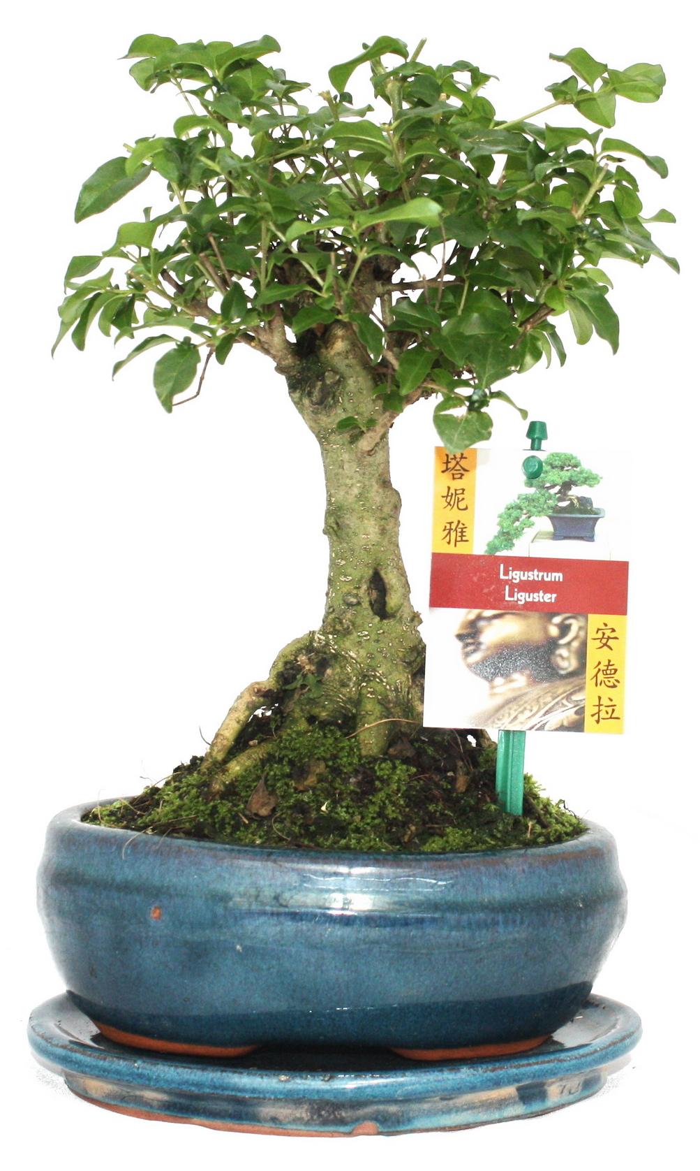 Chinesischer Liguster-Bonsai  Ligustrum sinensis  ca. 6