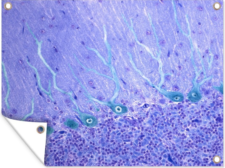 MuchoWow® 40x30 cm Outdoor-Poster Gartendeko Sichtschutz Garten Poster für den Garten Menschliche Nervenzellen 133|1349477